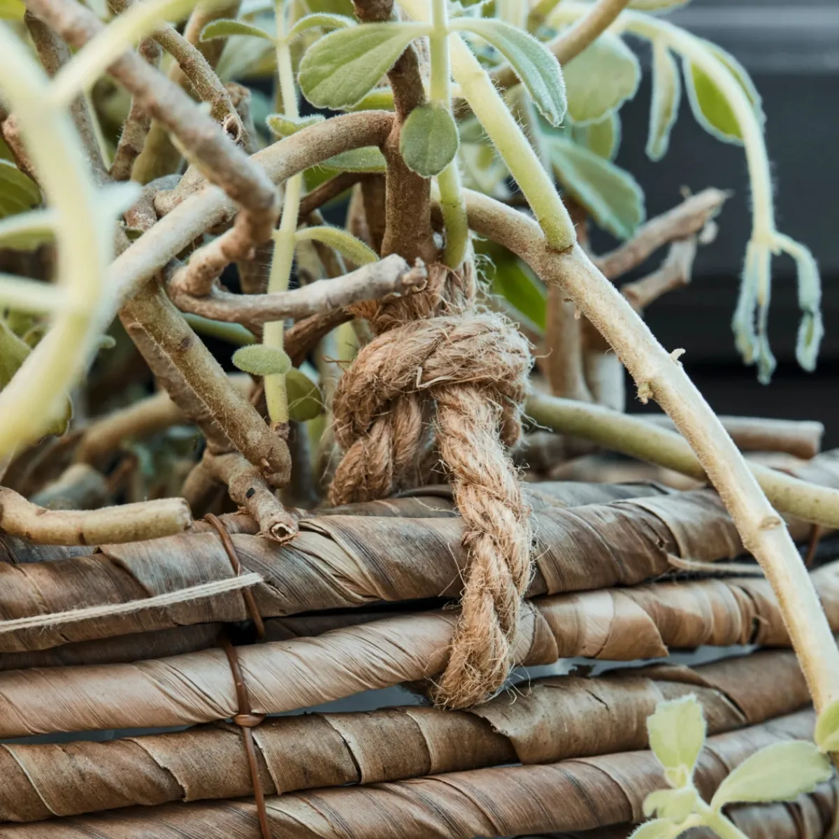 House Doctor Heimdekor|Blumentöpfe Und Übertöpfe|Planter, HDHover, Natural